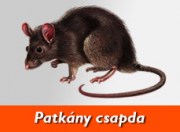 patkany
