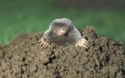 mole_1417618c